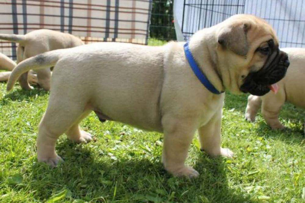101dogbreeds.com