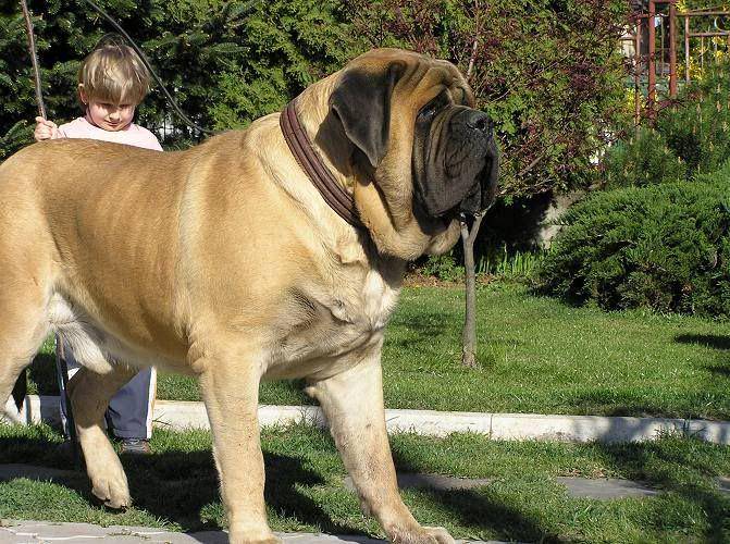 sitnotbark.com