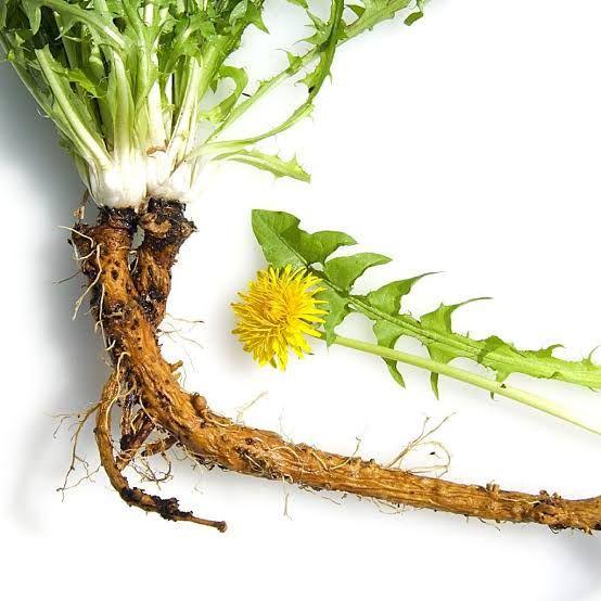 7 Manfaat Tak Terduga Akar Dandelion, Tanaman Gulma Berbunga Cantik