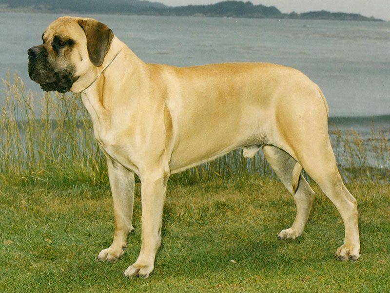 dogspotters.com