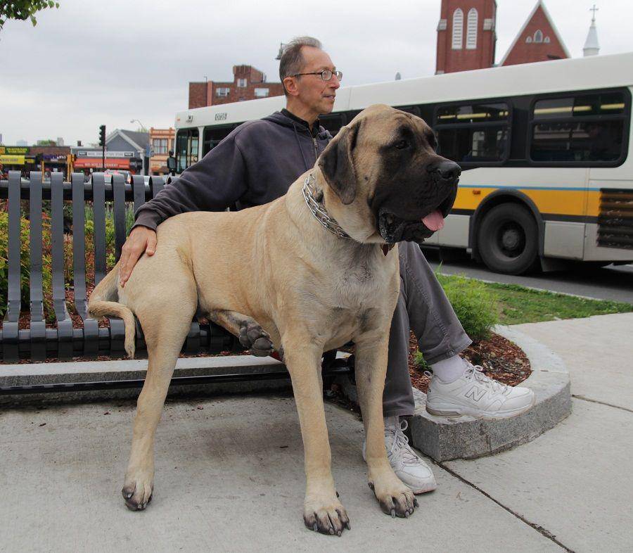 somervillebeat.com