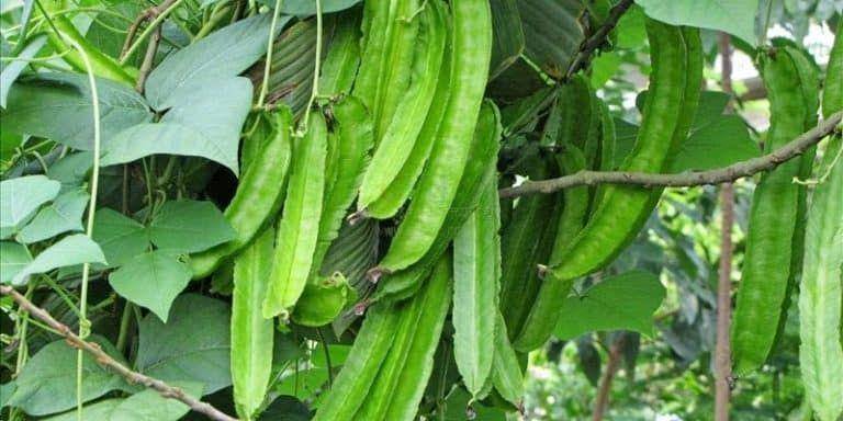 deherba.com