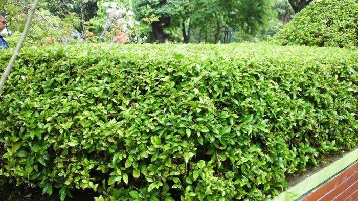 5 Manfaat Tanaman Beluntas Bagi Kesehatan, Jangan Sepelekan