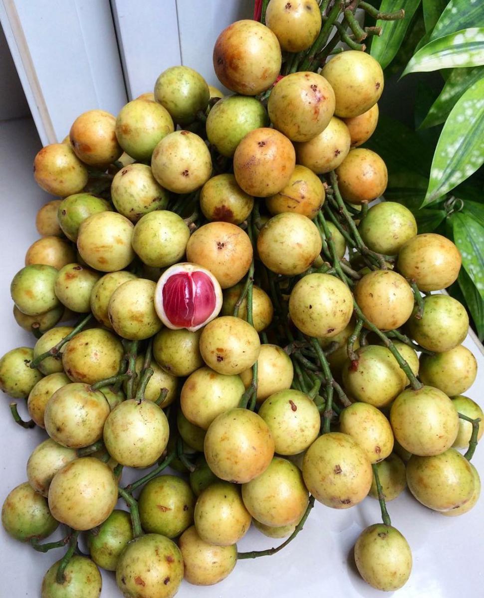 5 Fakta Unik Menteng, Buah Bercita Rasa Asam Segar yang Semakin Langka