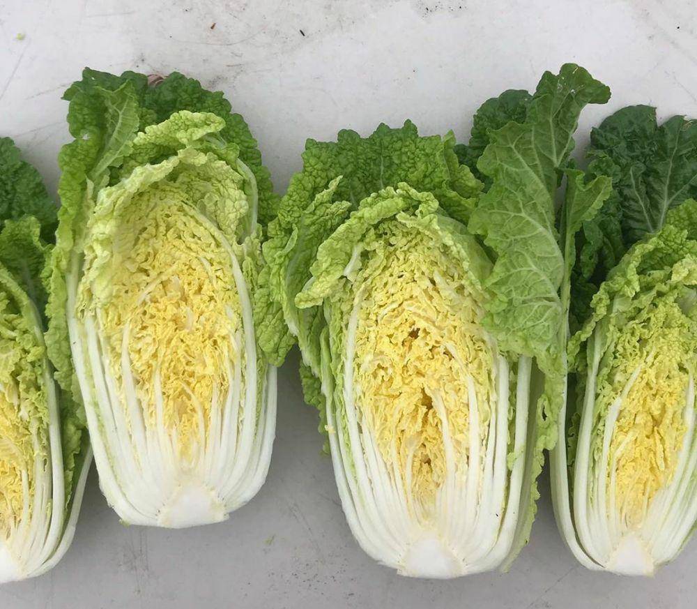 instagram.com/reedyriverfarms