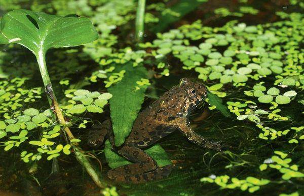 reptilesmagazine.com