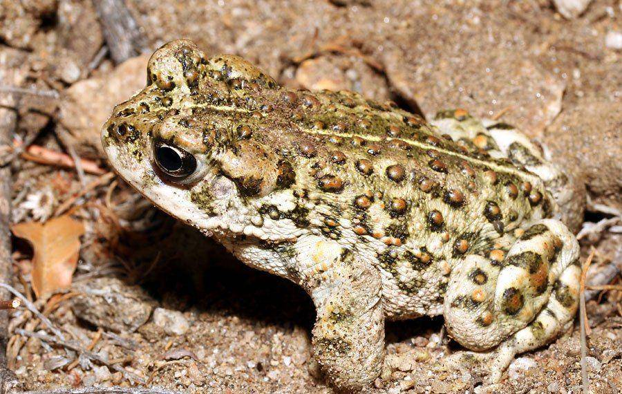 californiaherps.com