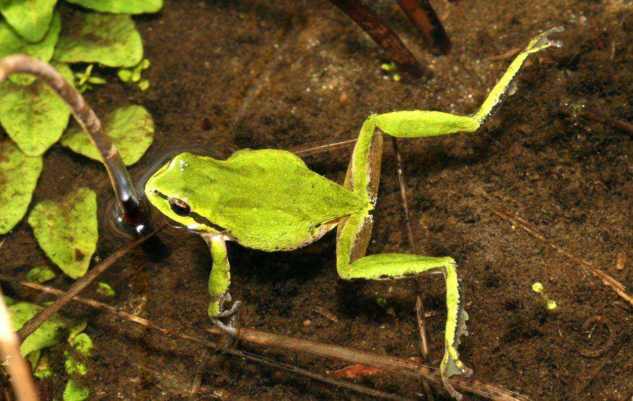 californiaherps.com