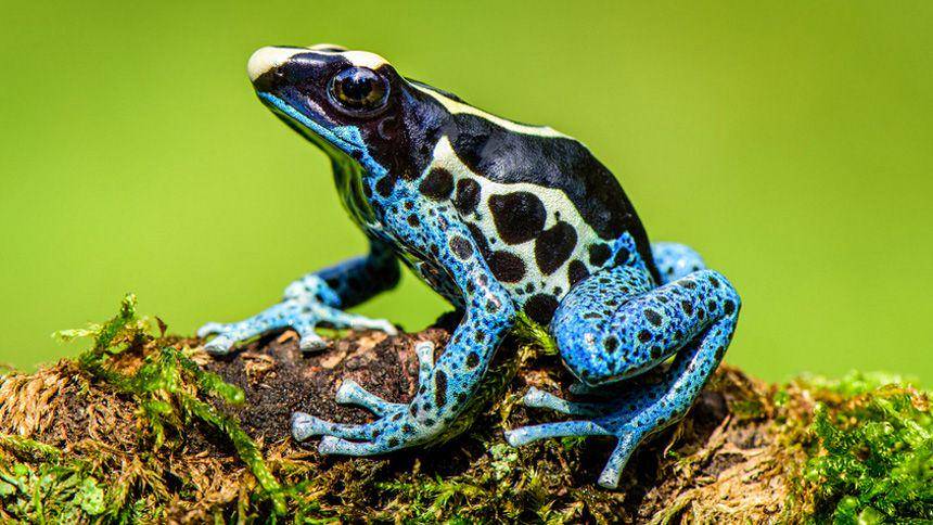 frogpets.com