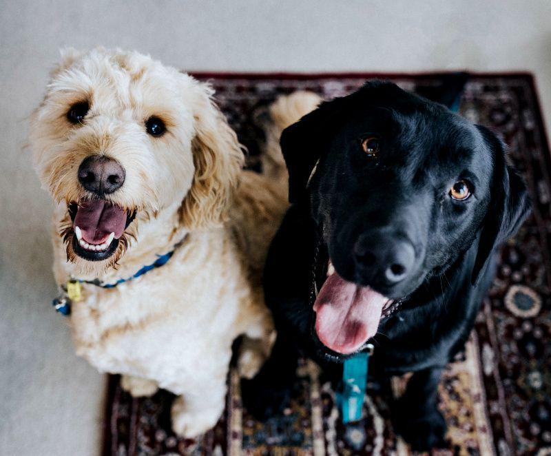 Aman bagi Manusia, 10 Makanan ini Ternyata Berbahaya untuk Anjing
