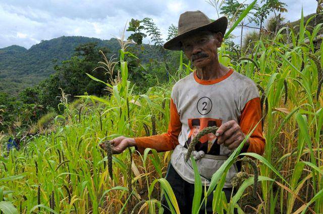 mongabay.co.id