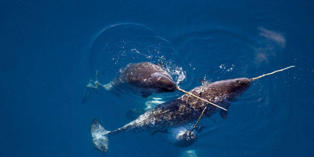 worldwildlife.org
