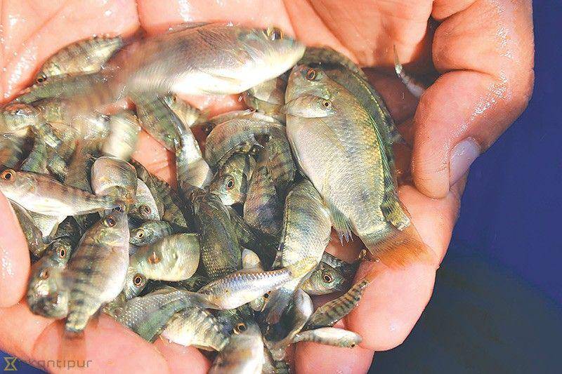Ilustrasi bibit ikan nila. ekantipur.com