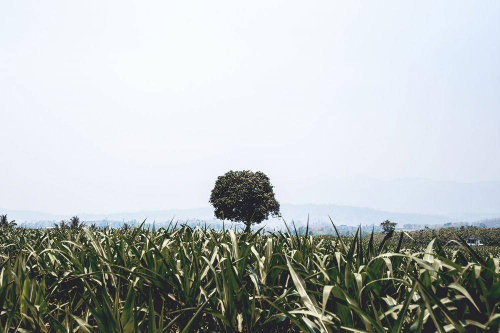 Unsplash/Peter Hershey