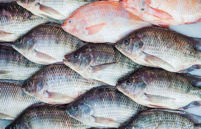 Murah Meriah, 6 Manfaat Luar Biasa Ini Terkandung dalam Ikan Nila