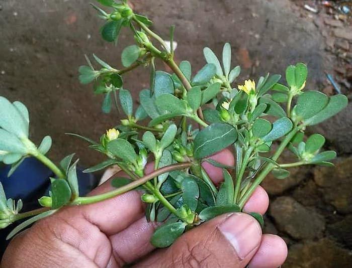 5 Manfaat Hebat Daun Krokot yang Sering Diacuhkan Keberadaannya