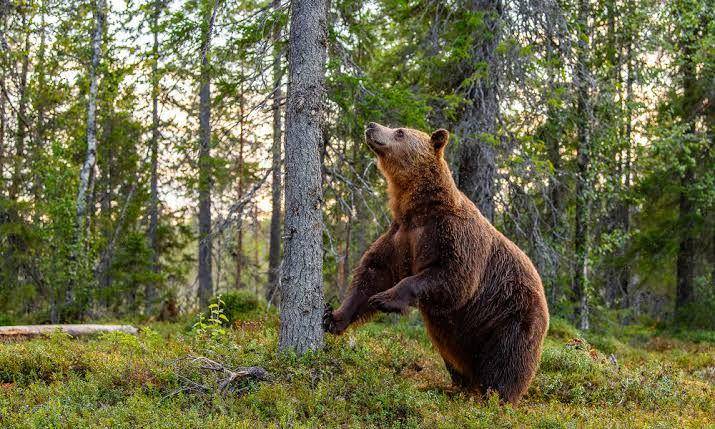 worldwildlife.org