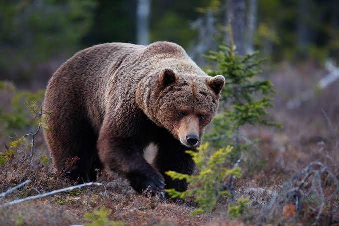 wildsweden.com