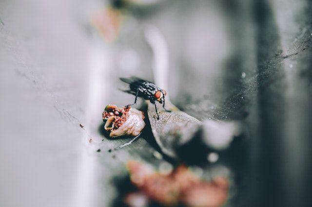 lalat (Pexels.com/Sergio Souza)
