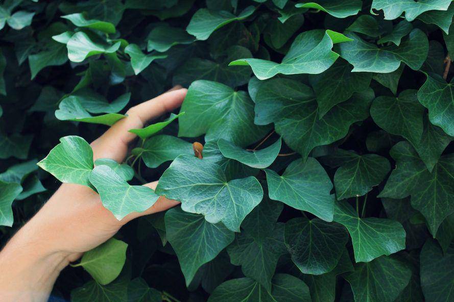 inhabitat.com