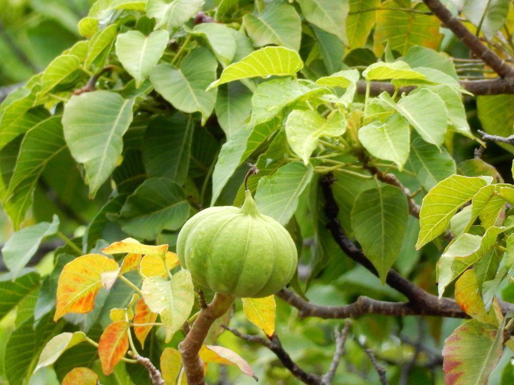garden.org