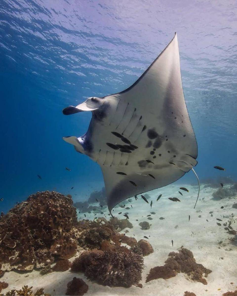 instagram.com/dock.komodo/