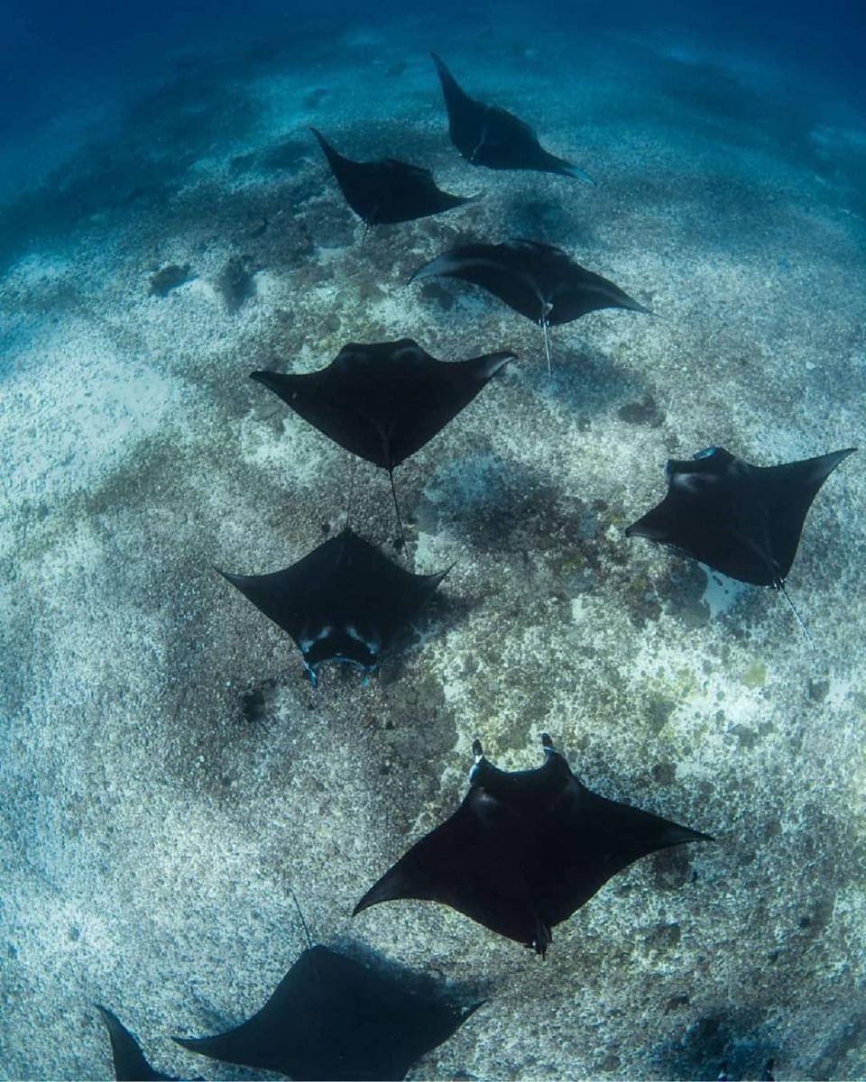 instagram.com/dock.komodo/