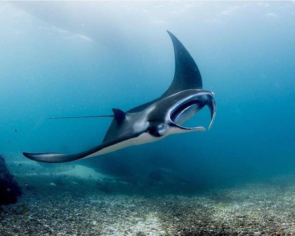 instagram.com/dock.komodo/