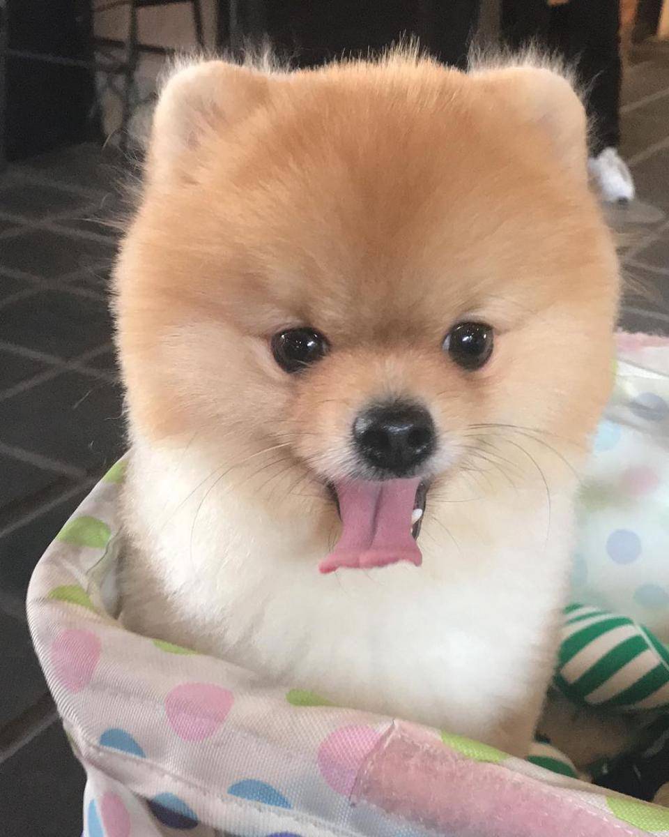 instagram.com/tuayfu_thepom/