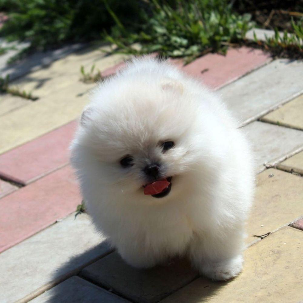 5 Fakta Pomeranian, Anjing Imut yang Lucunya Kebangetan!