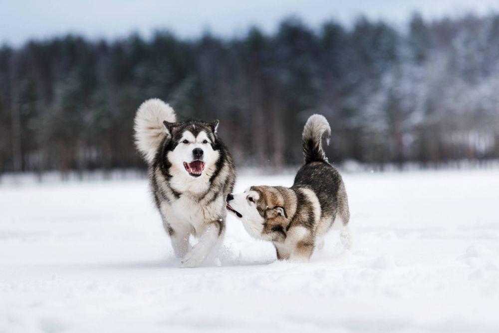 7 Fakta Alaskan Malamute, Beda dengan Siberian Husky!