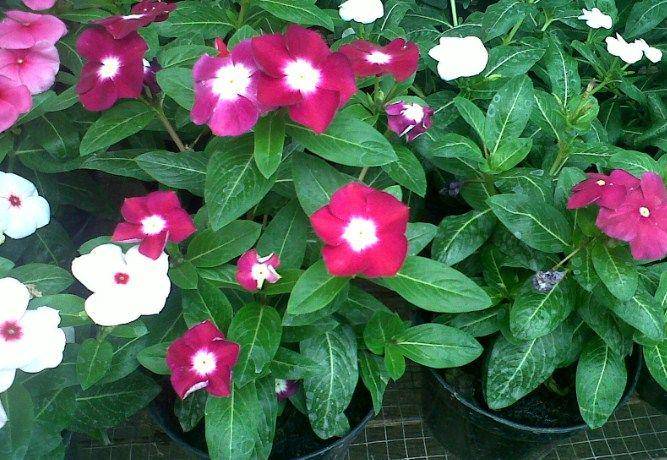 faunadanflora.com