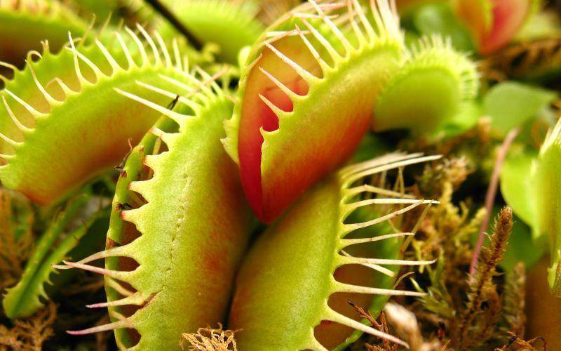 carnivorousplants.co.uk