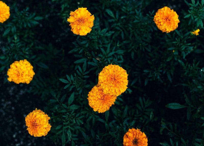 unsplash.com/Wes Hicks