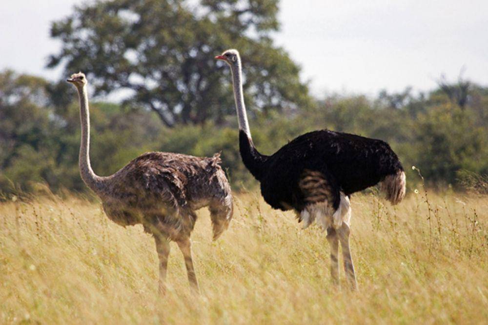 friendsofhwange.com