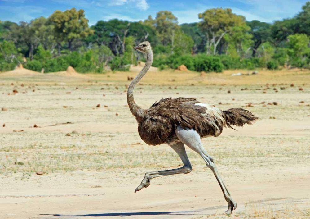 travelafricamag.com
