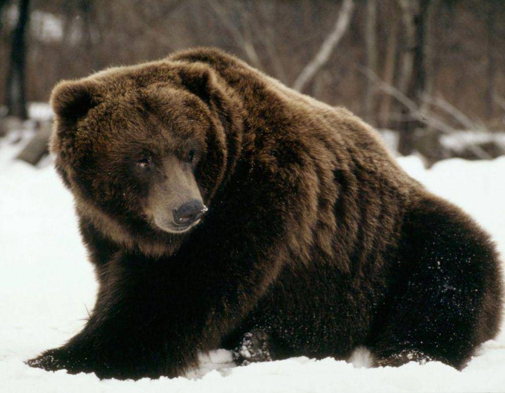 wwf.org.uk