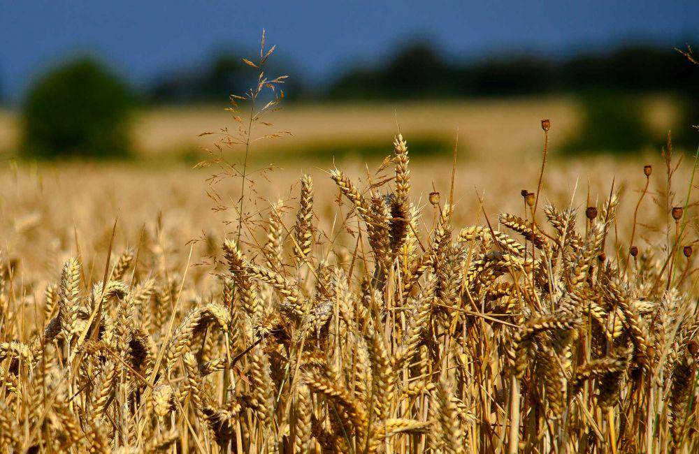 agdaily.com