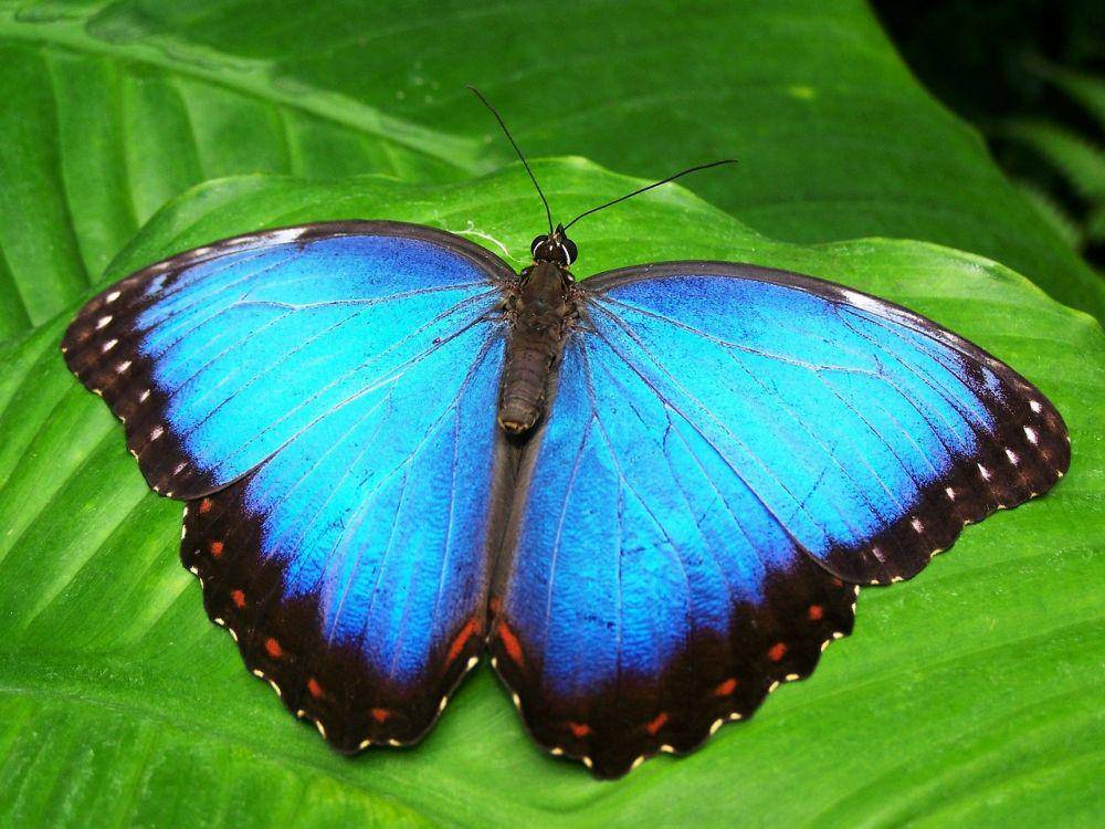 Pixabay.com/garoch
