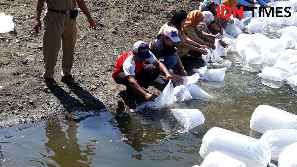 1,2 Juta Bibit Ikan Nilem dan Tawes Dilepas di Waduk Sermo