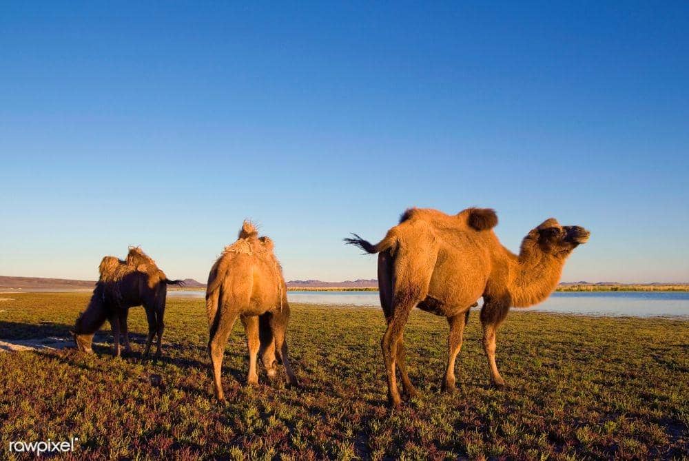 5 Manfaat Daging Unta, Sehat & Baik Bagi Penderita Kolesterol