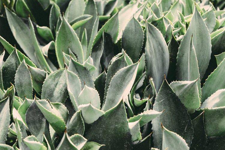 unsplash.com/@gardenly