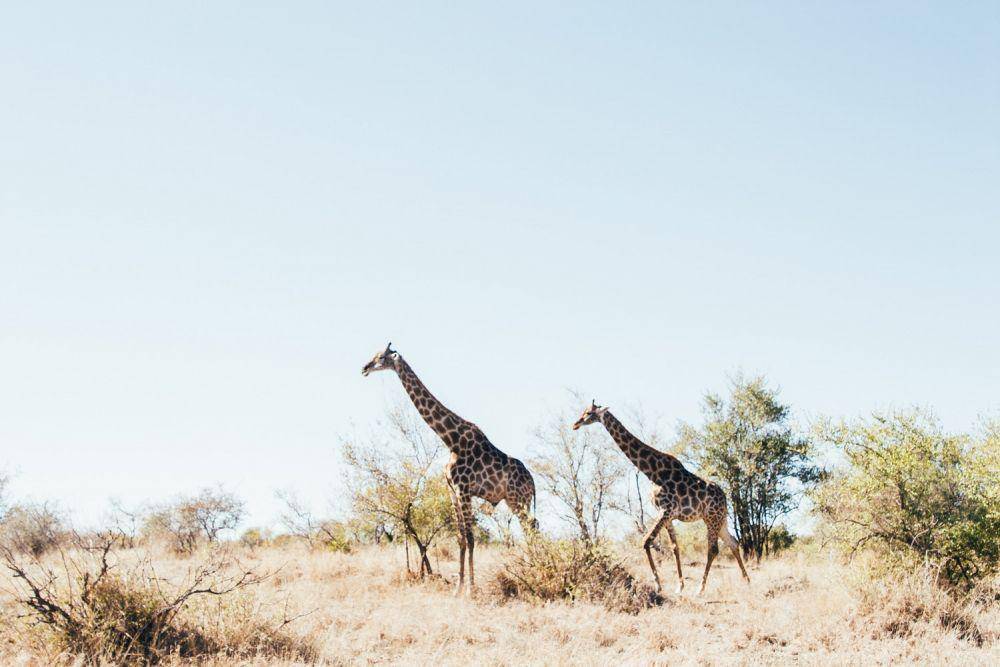 unsplash.com/@tobinrogers