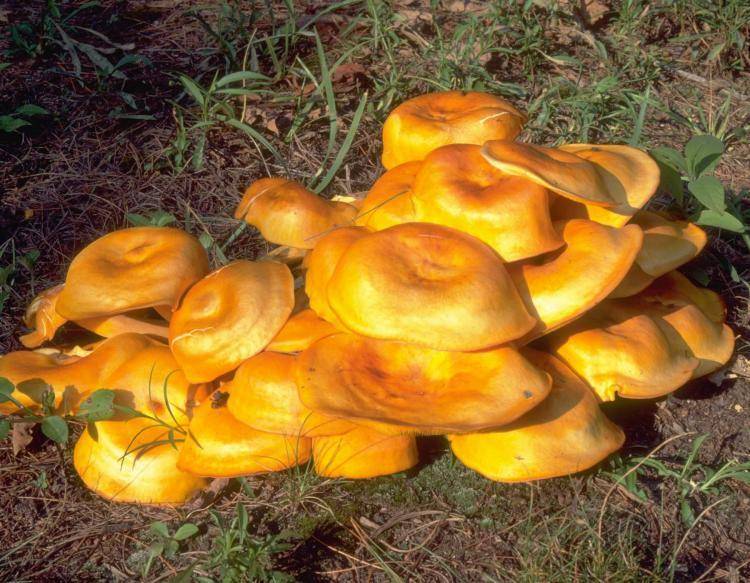 nature.mdc.mo.gov