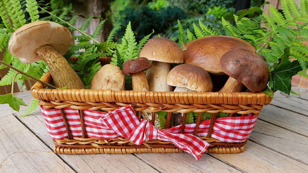 Pixabay.com/cocoparisienne