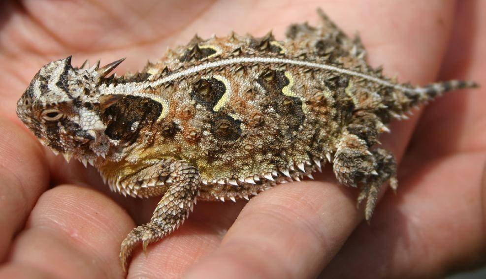 inaturalist.org