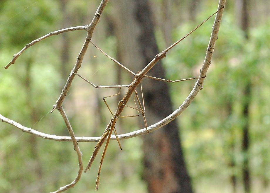 brisbaneinsects.com