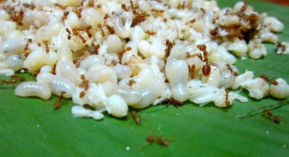 ricebowlasia.com