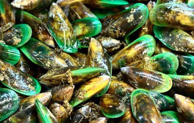 7 Manfaat Konsumsi Kerang Hijau, Makanan Laut Pencegah Keriput