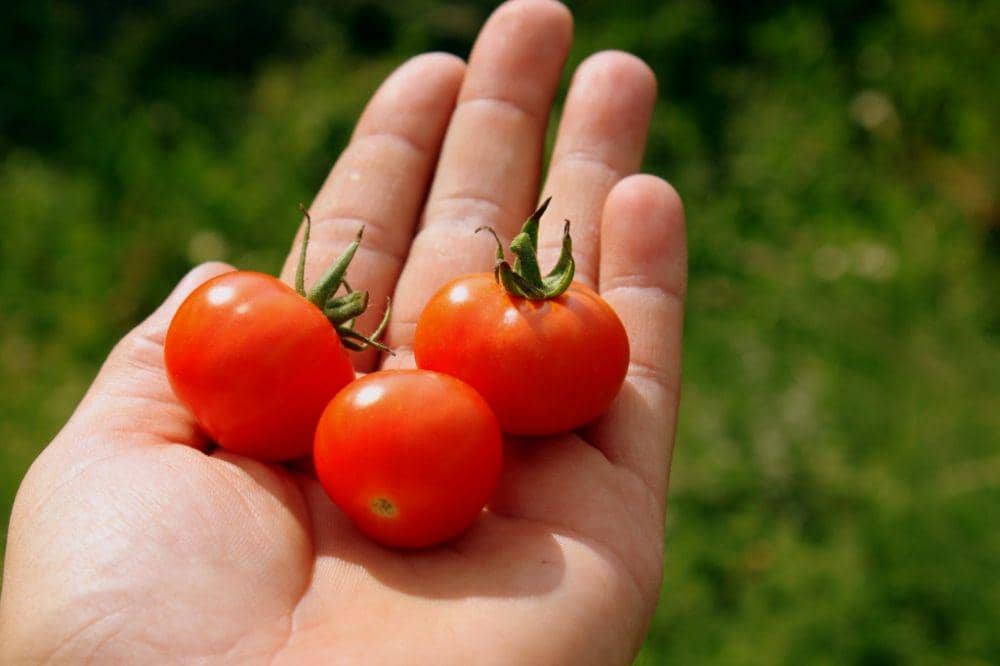 commons.wikimedia.org